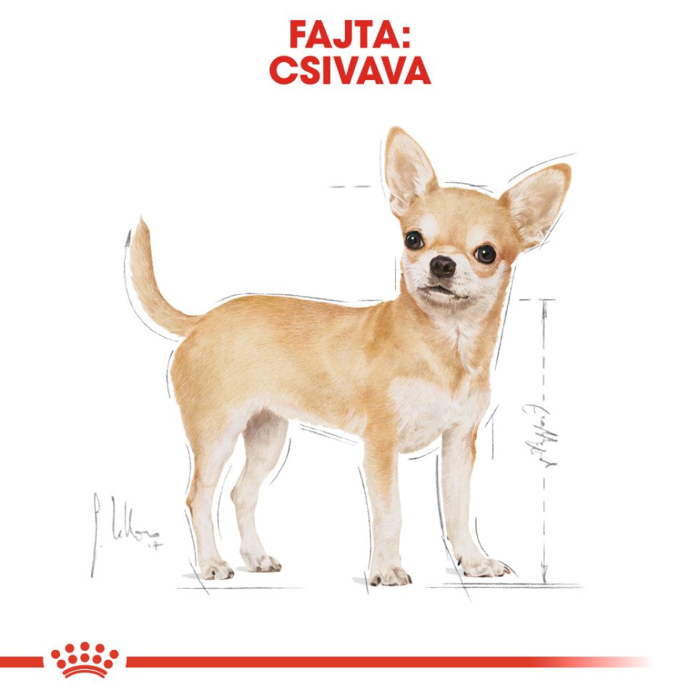 royal-canin-chihuahua-adult-