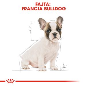 french-bulldog-puppy-