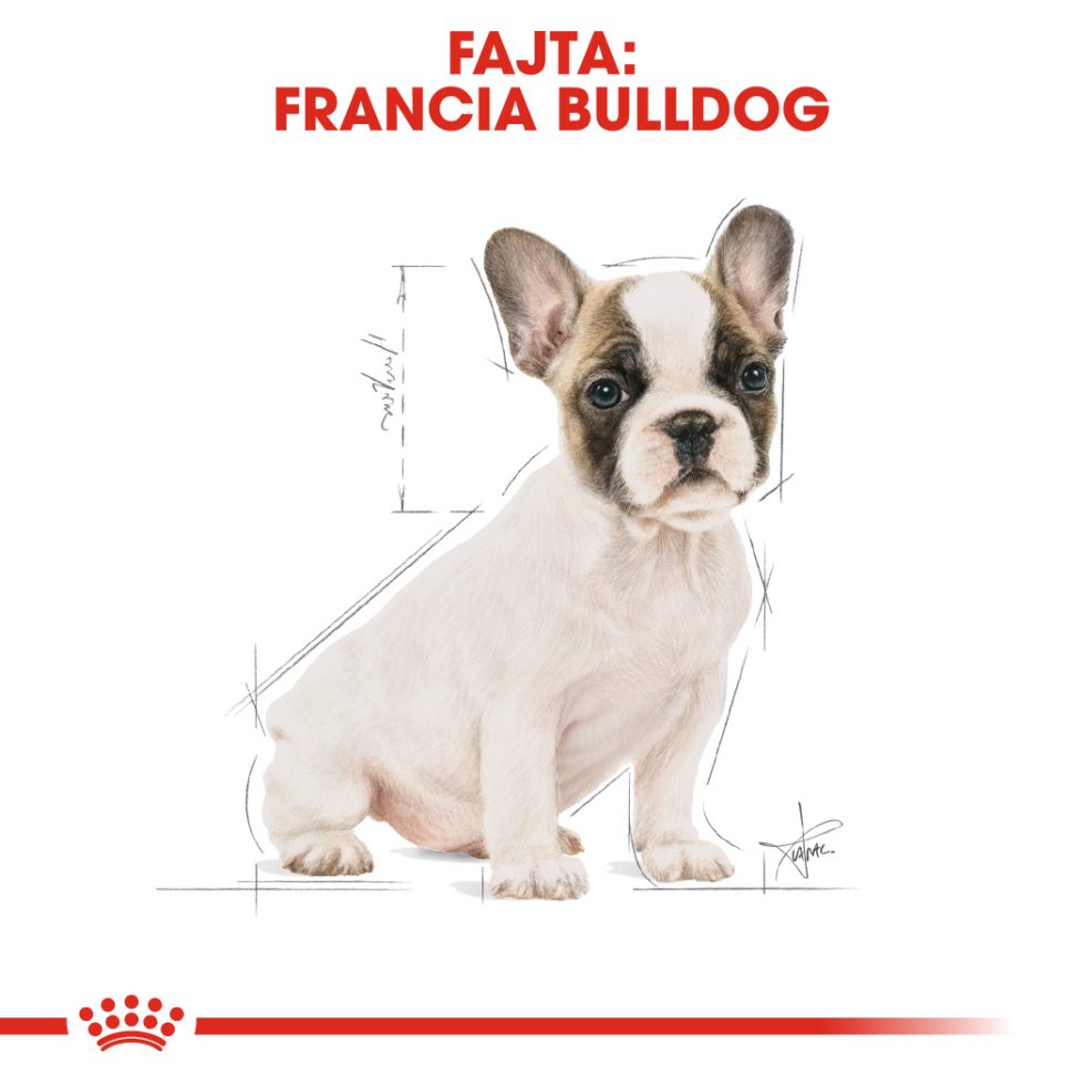 french-bulldog-puppy-