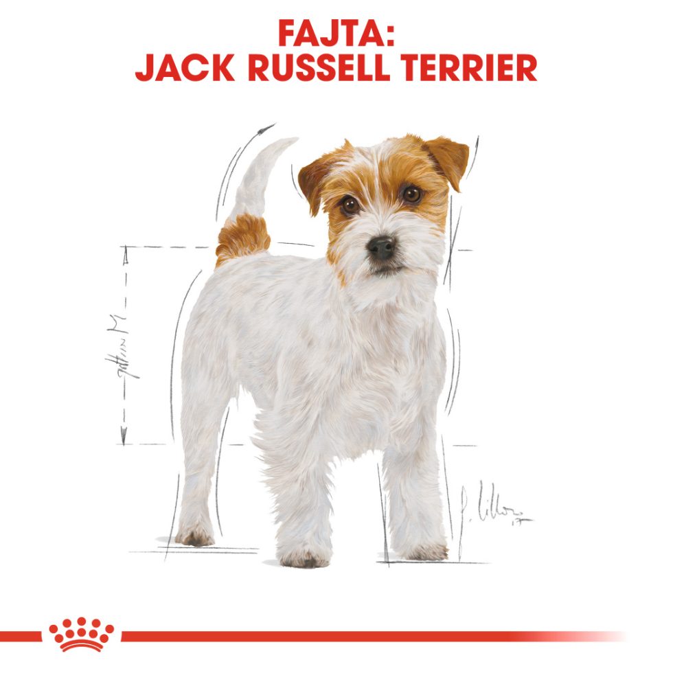 royal-canin-jack-russell-