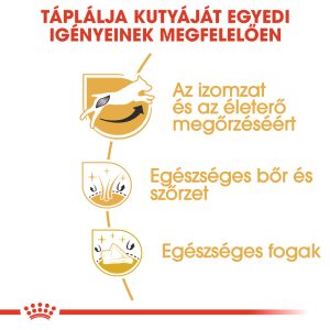 royal-canin-jack-russell-