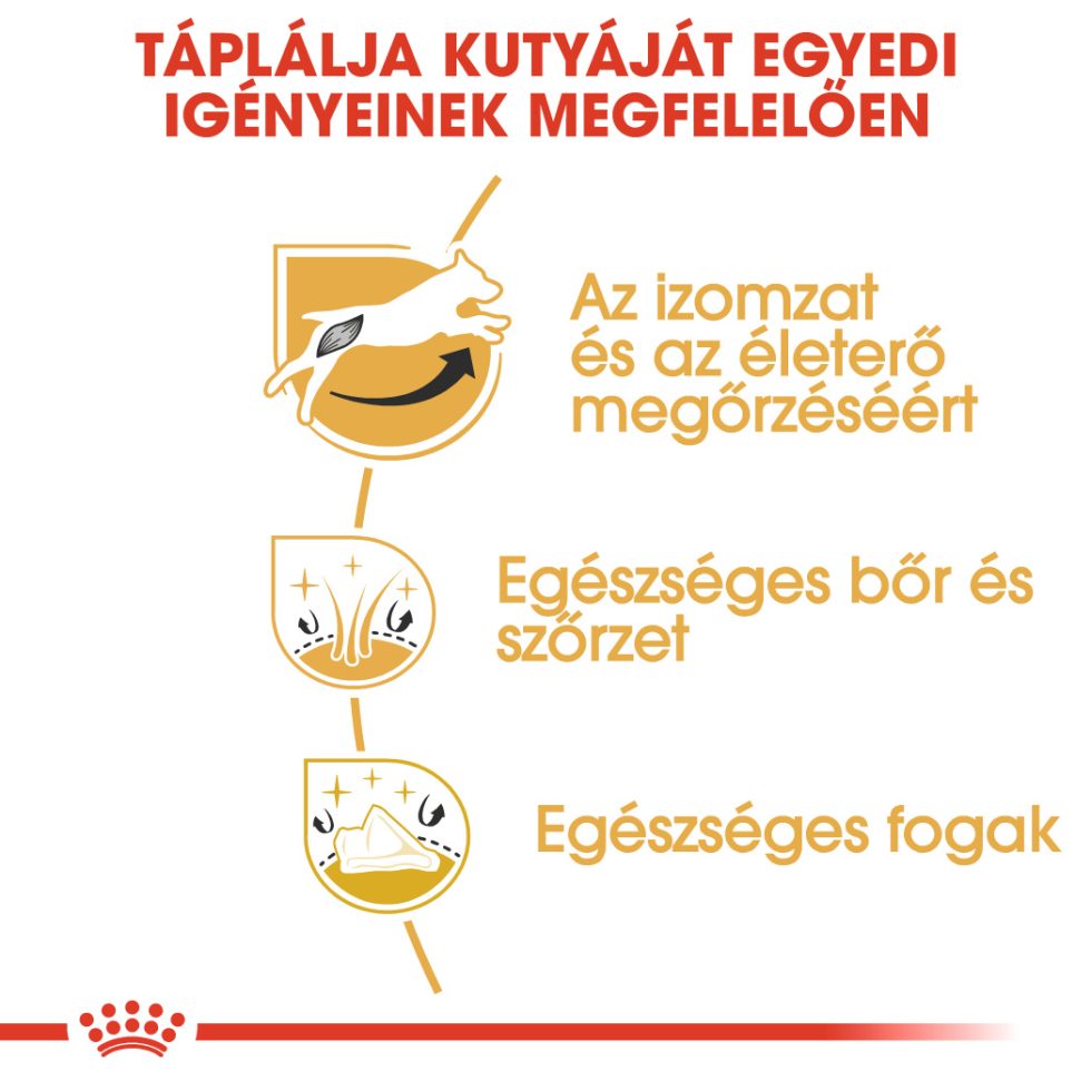 royal-canin-jack-russell-