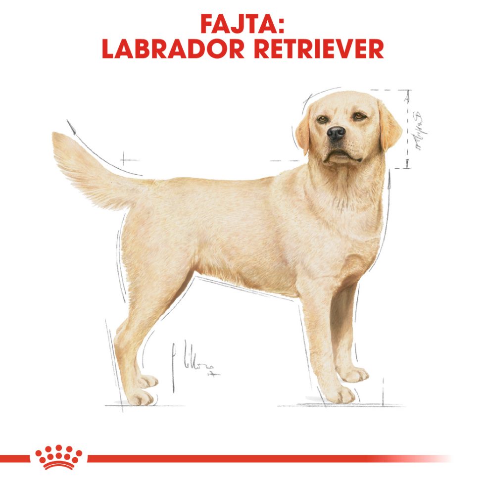 royal-canin-labrador-