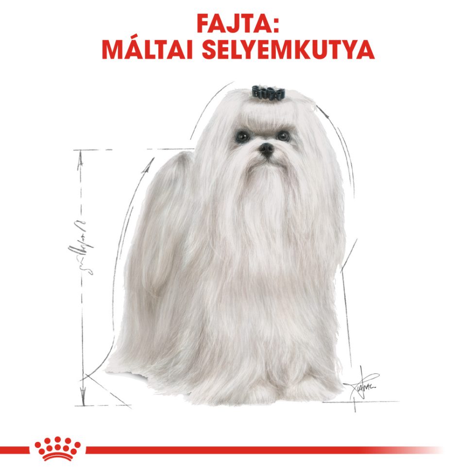 royal-canin-maltese-adult-