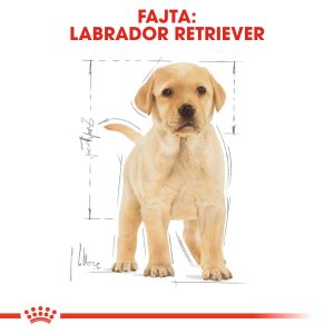 royal-canin-labrador-puppy-