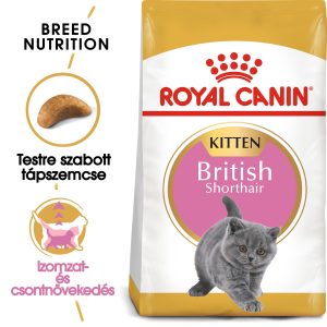 british-shorthair-kitten-