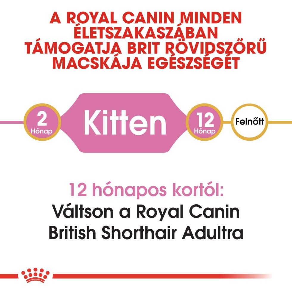 british-shorthair-kitten-