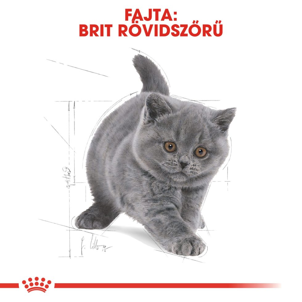 british-shorthair-kitten-