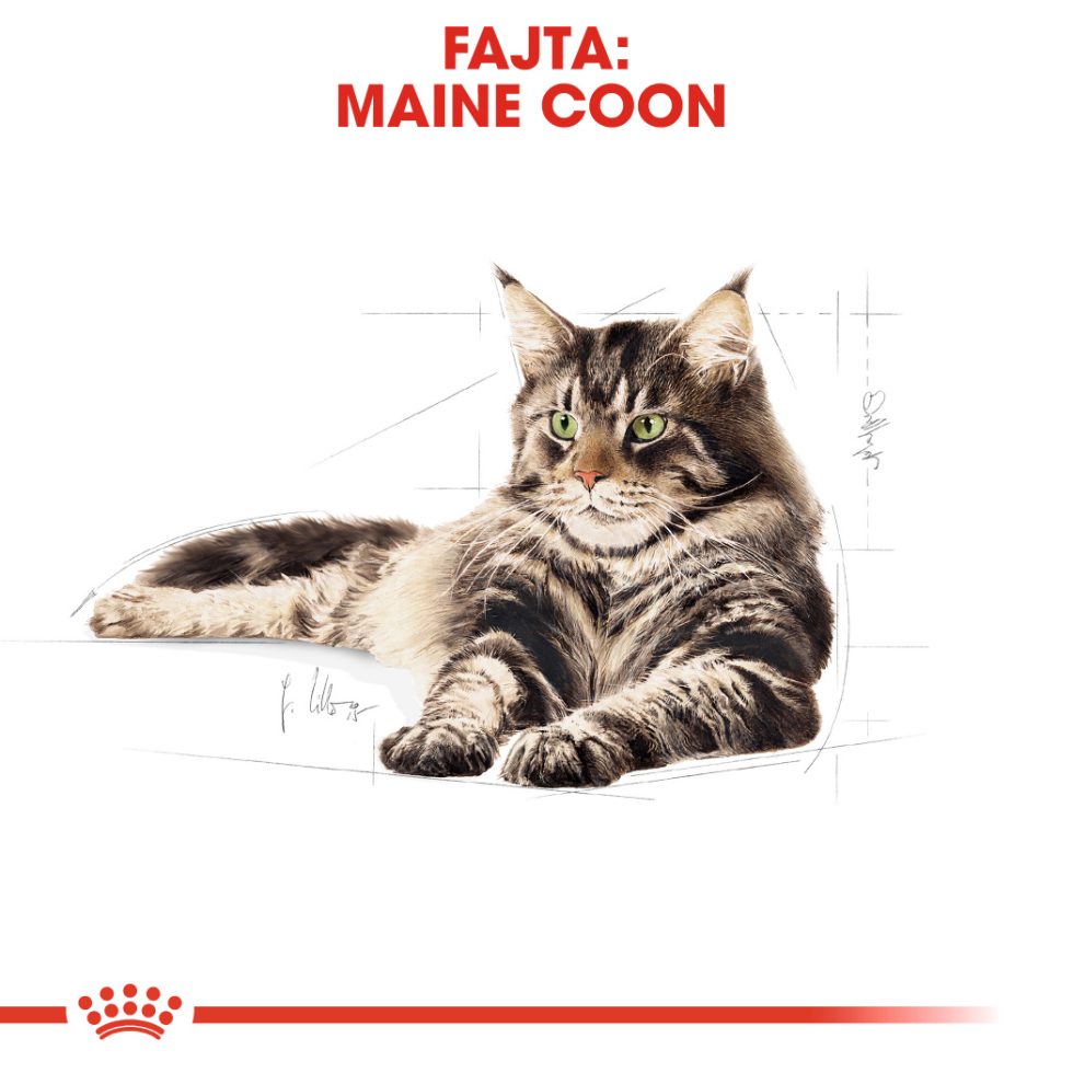 royal-canin-maine-coon-