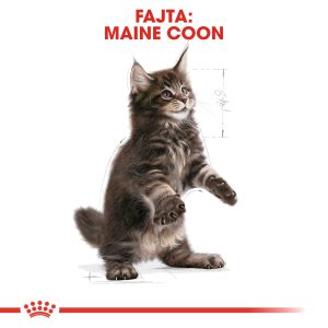 royal-canin-maine-coon-kitten