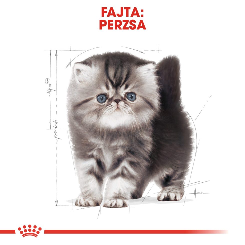 royal-canin-persian-kitten-