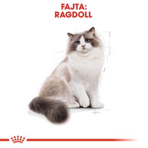 royal-canin-ragdoll-adult-