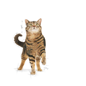 royal-canin-appetite-control-care-