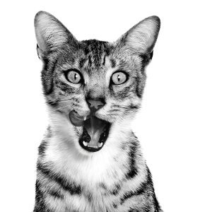 royal-canin-sensory-taste-