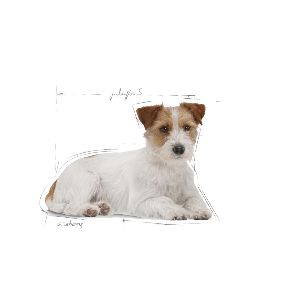 royal-canin-mini-ageing-12-